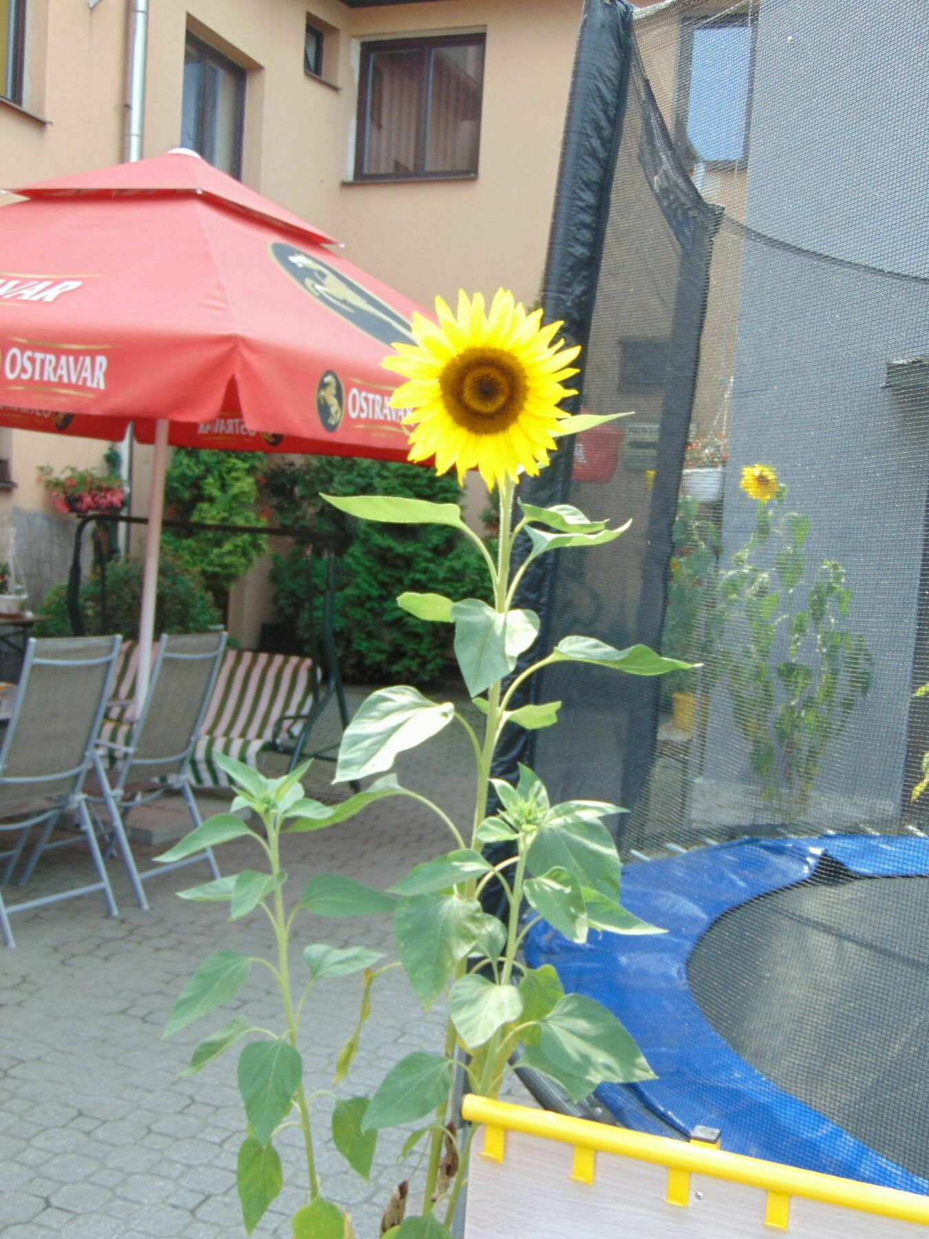 Isora Hotel 3*